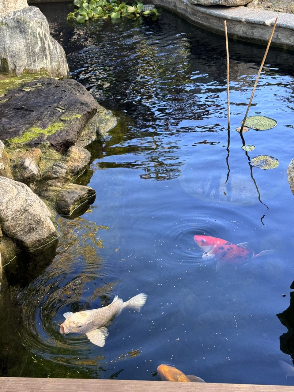 庭院魚池建好半年，新入三條，湊齊五條錦鯉。今天買的一條單頂品相還可以，雖然個(gè)頭最小。個(gè)頭最大的白錦鯉嘴巴有點(diǎn)歪，不知魚嘴為什么會(huì)歪呢？難道是喝奶嘴長(zhǎng)歪了嗎？：庭院魚池已建半年，新購(gòu)入三條錦鯉,白錦鯉嘴巴有點(diǎn)歪 觀賞魚論壇 第4張