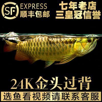 紅龍魚年齡怎么看：判斷紅龍魚年齡的方法是幾種常見的判斷紅龍魚年齡的方法