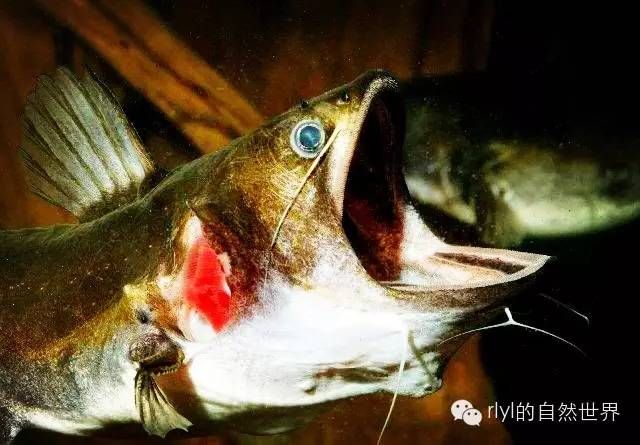 金龍魚參觀感想怎么寫：參觀金龍魚展覽時你最被哪一部分所吸引？ 水族問答 第1張