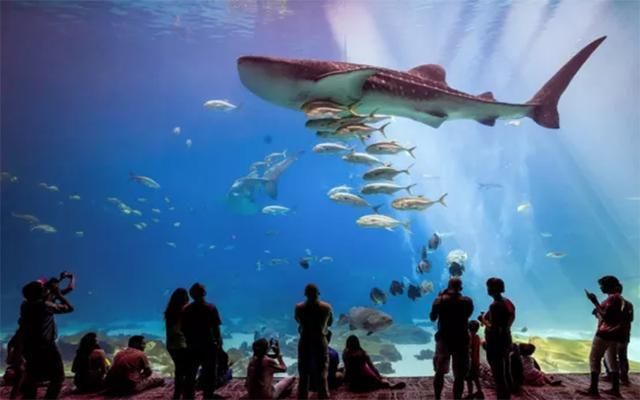 周口水族館：周口“水族館”走紅，耗資9億元打造，占地120畝，成為新地標(biāo) 全國觀賞魚市場 第4張