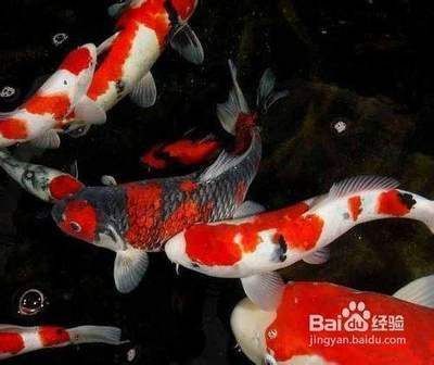 觀賞紅龍魚的說說句子簡短：紅龍魚飼養(yǎng)技巧 紅龍魚百科 第1張