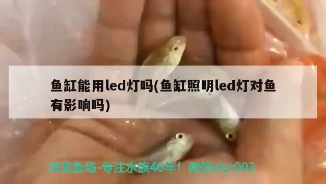 金龍魚(yú)產(chǎn)卵孵化：金魚(yú)產(chǎn)卵后，它們會(huì)將卵散布在什么樣的環(huán)境之中？ 水族問(wèn)答 第2張