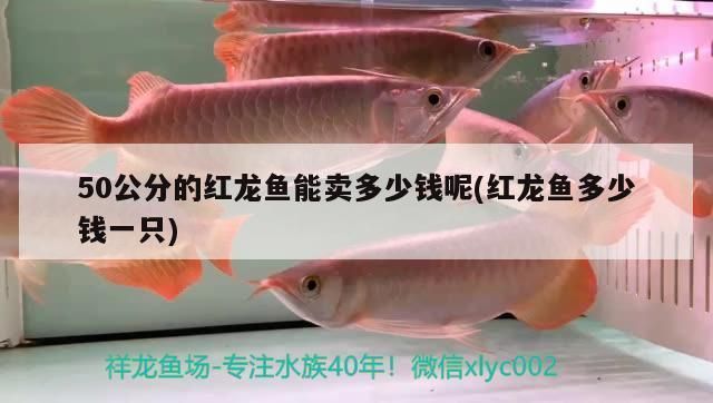 揭陽龍魚專賣店：揭陽龍魚專賣店如何選擇 全國觀賞魚市場 第4張