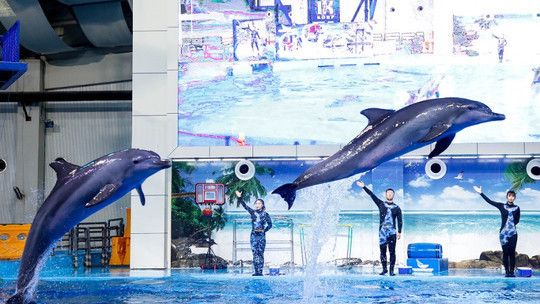 合肥水族館：合肥市漁人碼頭水族館