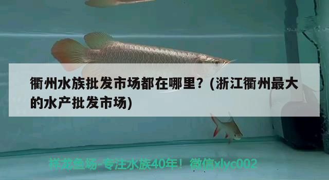 衢州水族批發(fā)市場：衢州水族批發(fā)市場都在哪里 全國觀賞魚市場 第4張