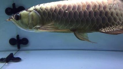 金龍魚幼魚水溫過高處理方法：處理金龍魚幼魚水溫過高的幾種方法 金龍魚百科 第4張