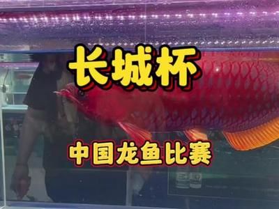 金龍魚(yú)產(chǎn)品有哪些系列：金龍魚(yú)產(chǎn)品系列 水族問(wèn)答 第1張