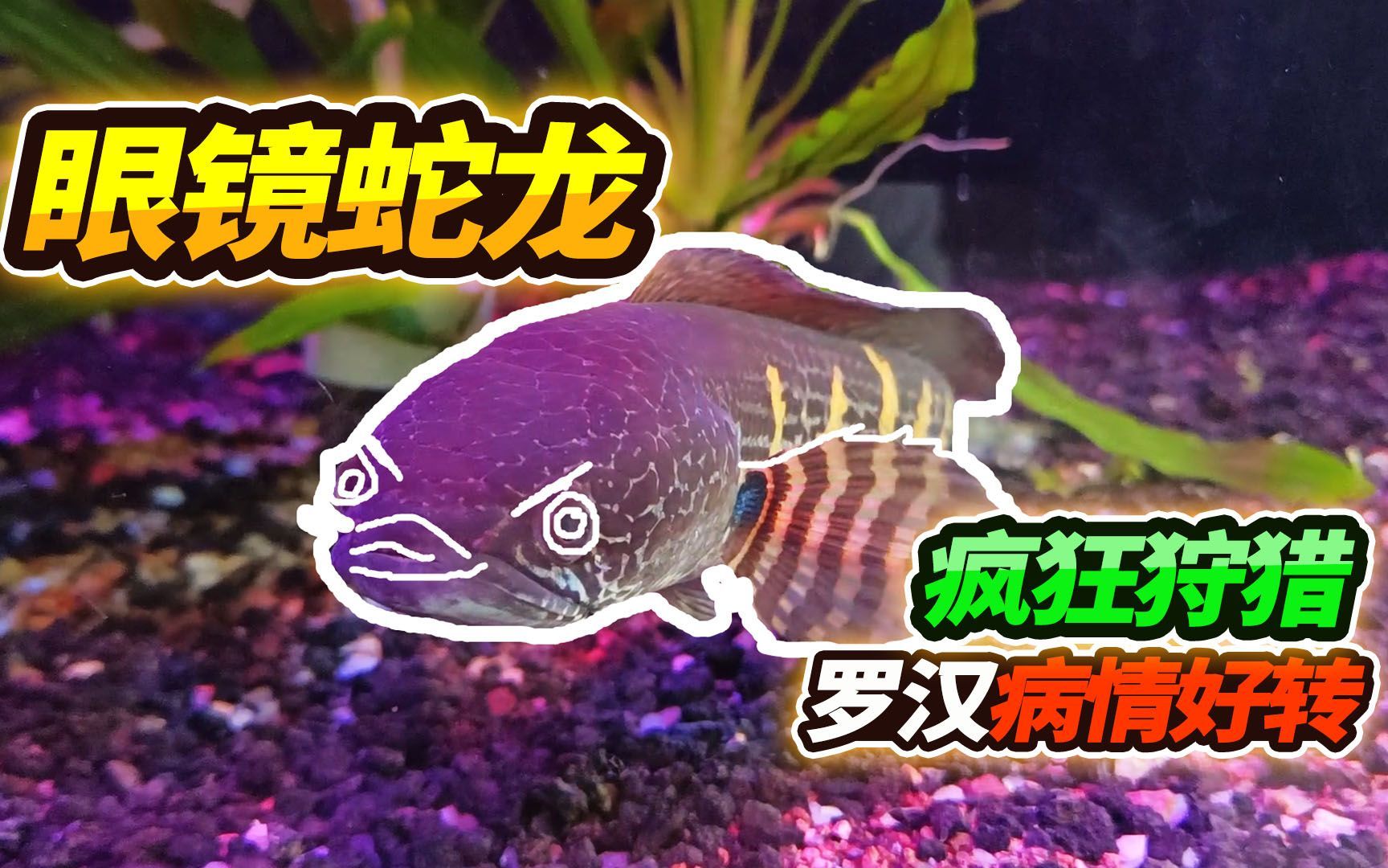 雷龍魚常見疾病及癥狀：雷龍魚體表潰瘍的自我診斷 龍魚百科 第4張