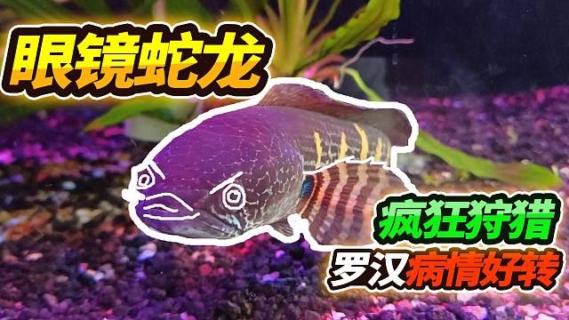 雷龍魚常見疾病及癥狀：雷龍魚體表潰瘍的自我診斷 龍魚百科 第5張