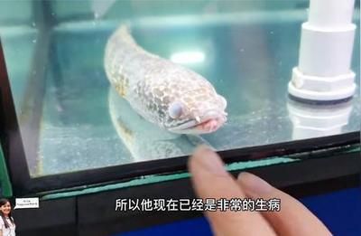 雷龍魚常見疾病及癥狀：雷龍魚體表潰瘍的自我診斷 龍魚百科 第3張