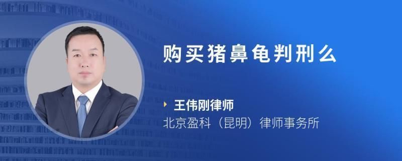 買(mǎi)一只豬鼻龜被判一年半了會(huì)死嗎：關(guān)于豬鼻龜犯罪的問(wèn)題 豬鼻龜百科 第4張