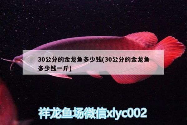 三十公分的金龍魚多少錢：三十公分金龍魚價(jià)格 金龍魚百科 第2張