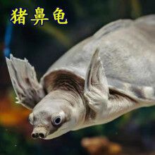 豬鼻龜市場價格行情：水族展覽會豬鼻龜價格 豬鼻龜百科 第8張