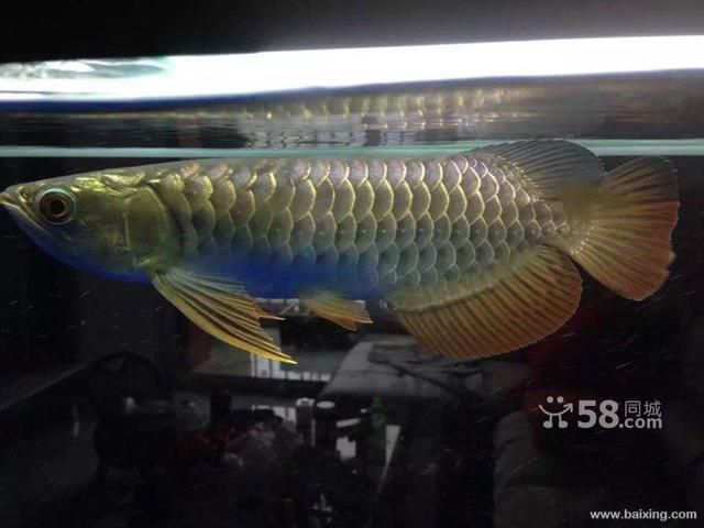 藍底b過背金龍魚：藍底b過背金龍魚品相鑒別藍底過背金龍魚飼養(yǎng)誤區(qū) 金龍魚百科 第1張