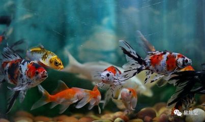 魚缸和魚的故事：魚缸養(yǎng)魚的教育意義 魚缸百科 第2張