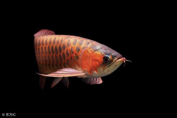 金龍魚(yú)飼料增色增紅效果：關(guān)于金龍魚(yú)飼料增色增紅效果的詳細(xì)分析