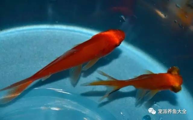 如何選擇安全的魚缸裝飾物：如何選擇適合的魚缸裝飾物 魚缸百科 第2張