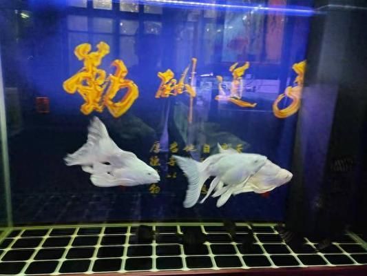 嘉寶魚缸過濾器老款漏水怎么辦：嘉寶老款魚缸過濾器漏水 魚缸百科 第3張