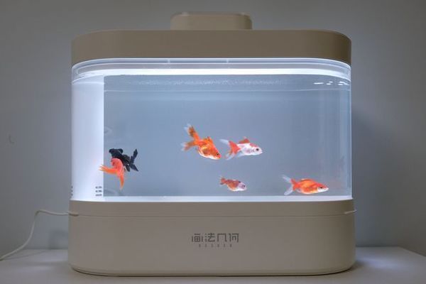 畫法幾何小魚缸：畫法幾何在小魚缸繪制中的應用 魚缸百科 第1張