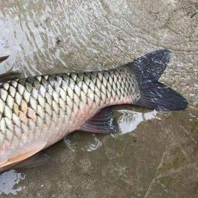 如何辨別金龍魚飼料激素殘留：辨別金龍魚飼料是否含有激素殘留方法 金龍魚百科 第6張