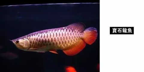 龍魚燈怎么擺放對龍魚發(fā)色好呢視頻：如何選擇適合龍魚的燈光顏色 龍魚百科 第5張