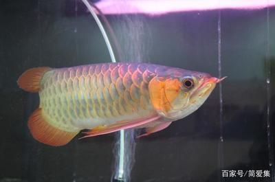 龍魚缸推薦品牌排行榜：閩江水族造景龍魚缸品牌推薦森森龍魚缸用戶評價 魚缸百科 第3張