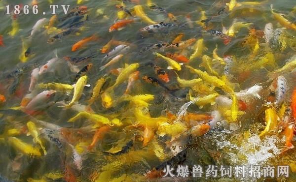 金龍魚吃多了怎么處理：金龍魚吃多了會(huì)導(dǎo)致什么問題， 水族問答