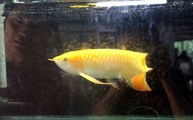 龍魚飼料魚是什么魚做的：龍魚飼料魚及其特點是什么龍魚飼料魚的養(yǎng)殖技巧 龍魚百科 第1張