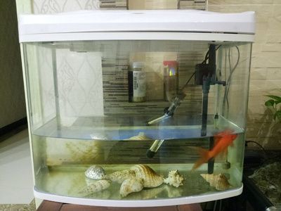 寵寶它魚缸：寵寶它魚缸與海馬魚缸對(duì)比亞克力魚缸過濾系統(tǒng)選購指南