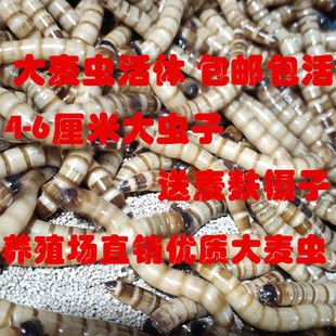 金龍魚飼料價格對比分析：金龍魚飼料價格對比