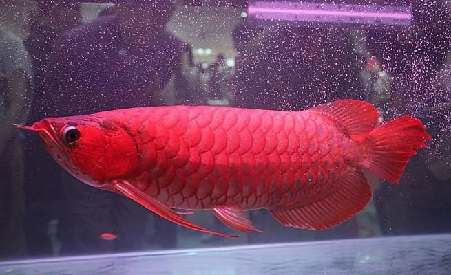 紅龍魚種類排名表最新：紅龍魚市場價格波動趨勢 紅龍魚百科 第5張