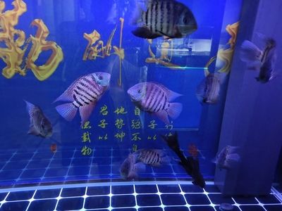 龍魚躲在魚缸的角落里不動：龍魚躲在魚缸角落不愛動怎么辦 龍魚百科 第5張