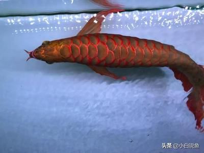 紅龍魚哪里買的到：如何購(gòu)買紅龍魚