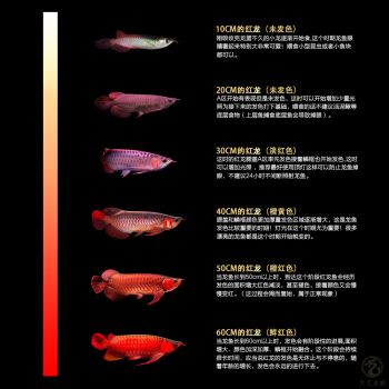 戰(zhàn)車(chē)紅龍魚(yú)價(jià)格：戰(zhàn)車(chē)紅龍魚(yú)價(jià)格波動(dòng)原因如何辨別紅龍魚(yú)品相優(yōu)劣