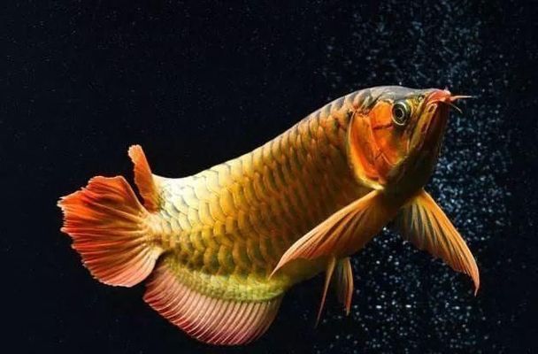 紅龍魚(yú)體型怎么可以變寬