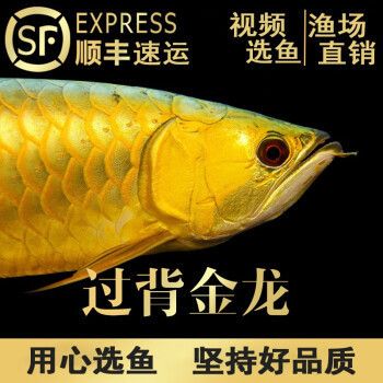 24k過背金龍魚：24k過背金龍魚是一種觀賞魚的觀賞價(jià)值和收藏價(jià)值 金龍魚百科 第3張