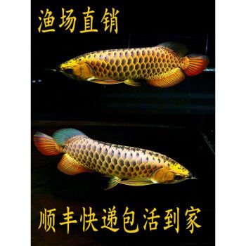 24k過背金龍魚：24k過背金龍魚是一種觀賞魚的觀賞價(jià)值和收藏價(jià)值 金龍魚百科 第5張