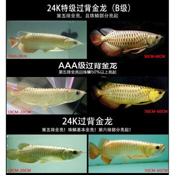 24k過背金龍魚：24k過背金龍魚是一種觀賞魚的觀賞價(jià)值和收藏價(jià)值 金龍魚百科 第4張