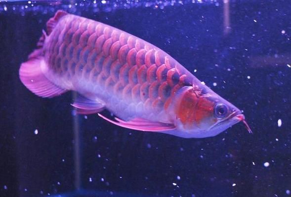 怎么選紅龍魚(yú)最好