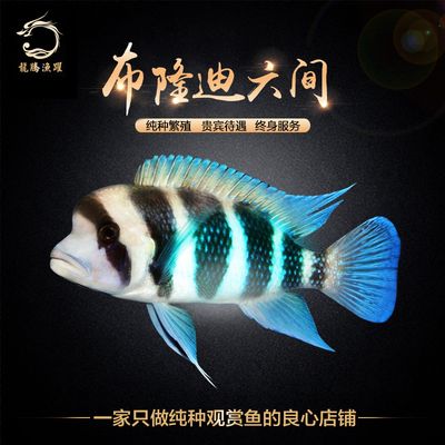 金頭過背金龍魚20厘米能繁殖嗎：金頭過背金龍魚在20厘米時還未達到性成熟的狀態(tài) 金龍魚百科 第4張