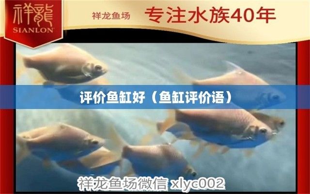 夸贊魚缸的話：魚缸搭配風水講究：魚缸搭配風水講究,魚缸搭配風水講究 魚缸百科 第1張