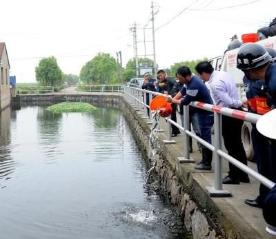 金龍魚吃什么魚：金魚吃什么魚比較好 水族問答 第2張