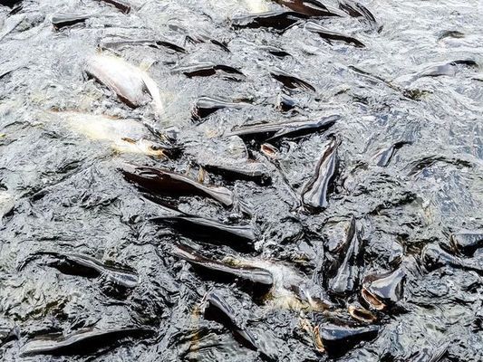 金龍魚(yú)飼料中必需微量元素有哪些：金龍魚(yú)飼料中微量元素的來(lái)源