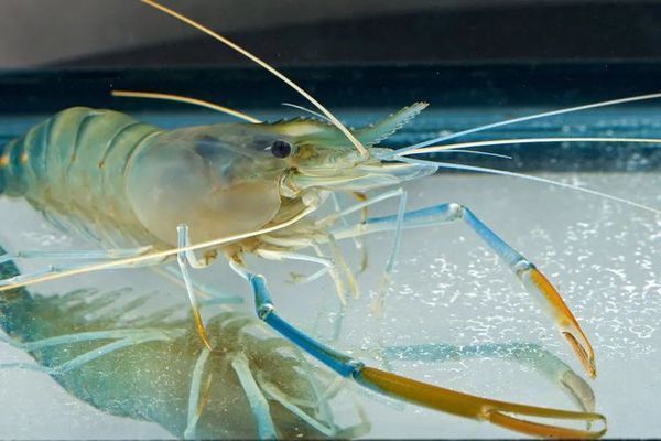 金龍魚(yú)飼料中必需微量元素有哪些：金龍魚(yú)飼料中微量元素的來(lái)源