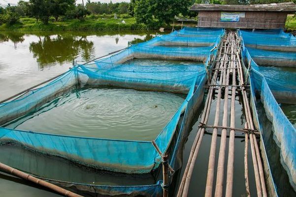 金龍魚飼料中必需微量元素有哪些：金龍魚飼料中微量元素的來源 金龍魚百科 第4張