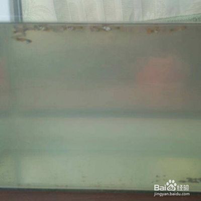 魚缸的水渾濁怎么辦怎么變清：如何解決魚缸水渾濁的問題