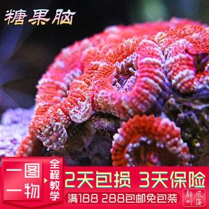 靜風聽海魚缸圖片欣賞：靜風聽海玲瓏缸生態(tài)魚缸 魚缸百科 第4張