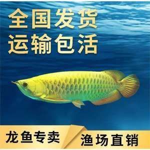 金龍魚(yú)運(yùn)輸后適應(yīng)期管理：金龍魚(yú)運(yùn)輸后適應(yīng)期的管理 金龍魚(yú)百科 第5張