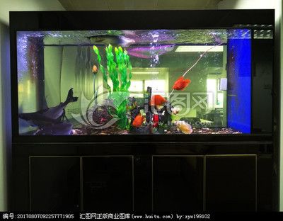 龍魚在魚缸上層不動：龍魚上層不動的原因及處理方法 龍魚百科 第4張