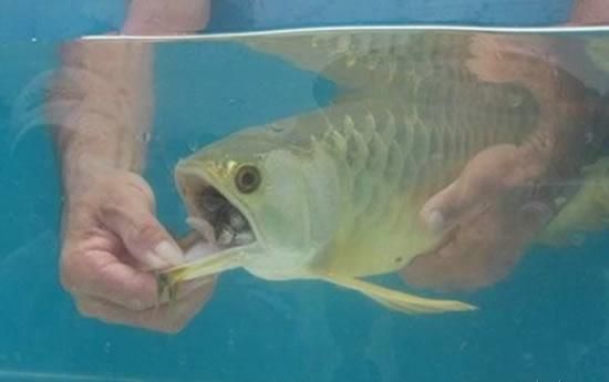 金龍魚繁殖期間的飲食管理：金龍魚繁殖期喂食量控制，金龍魚繁殖期食物清潔方法 金龍魚百科 第3張